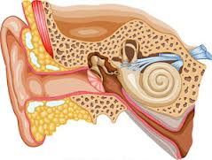 ear anathomy
